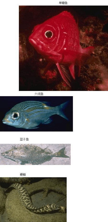 常见海鱼及名称