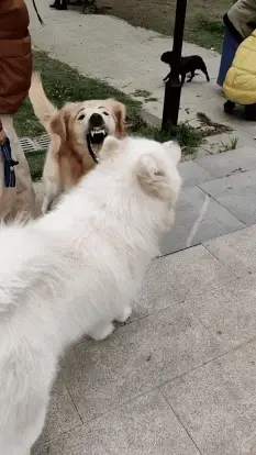 【今日爆笑动态图67】可爱的大花臂_包菜