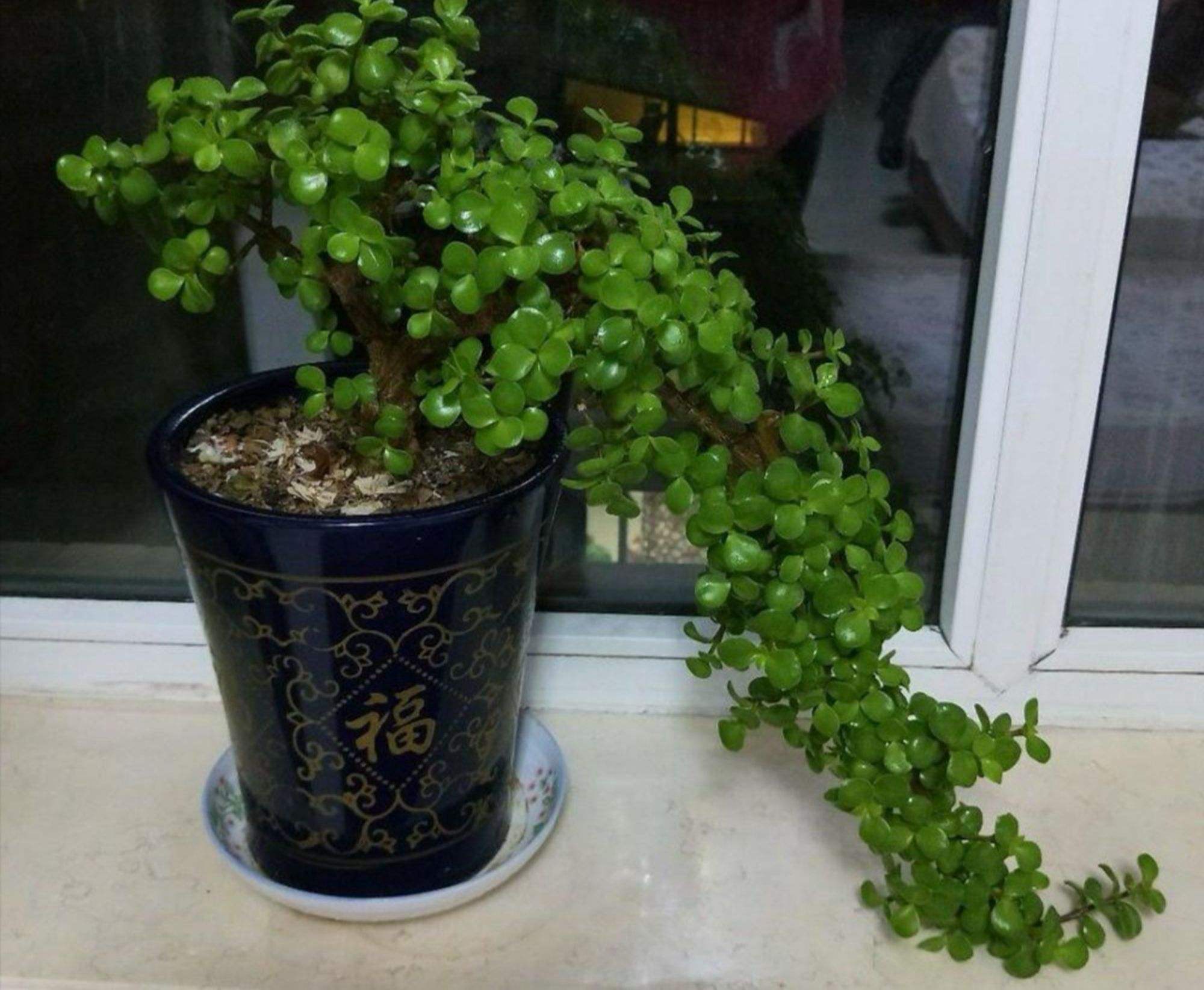 金枝玉叶常见的3种造型,照着养"颜值"翻倍,身价翻数倍