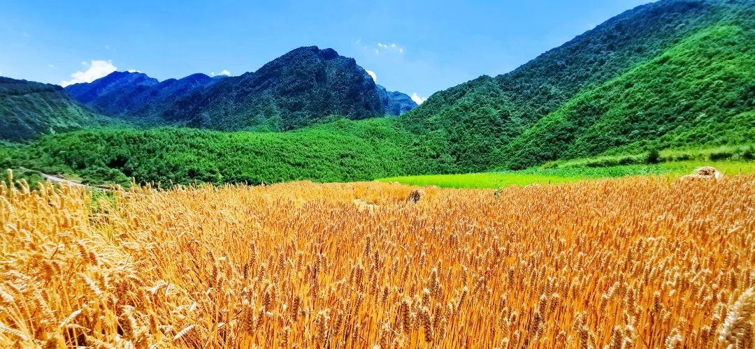 成熟的麦穗颗粒饱满远处蔚蓝天空下 涌动着金色的麦浪 绿色掩映的梯田