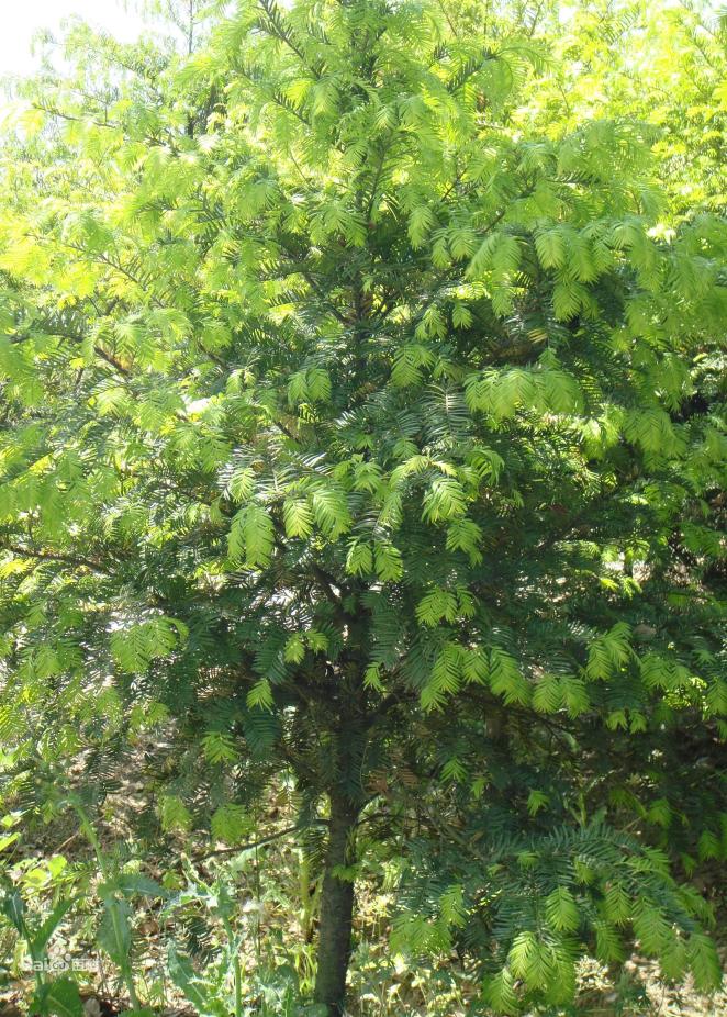 cop15迪庆州生物多样性科普云南红豆杉