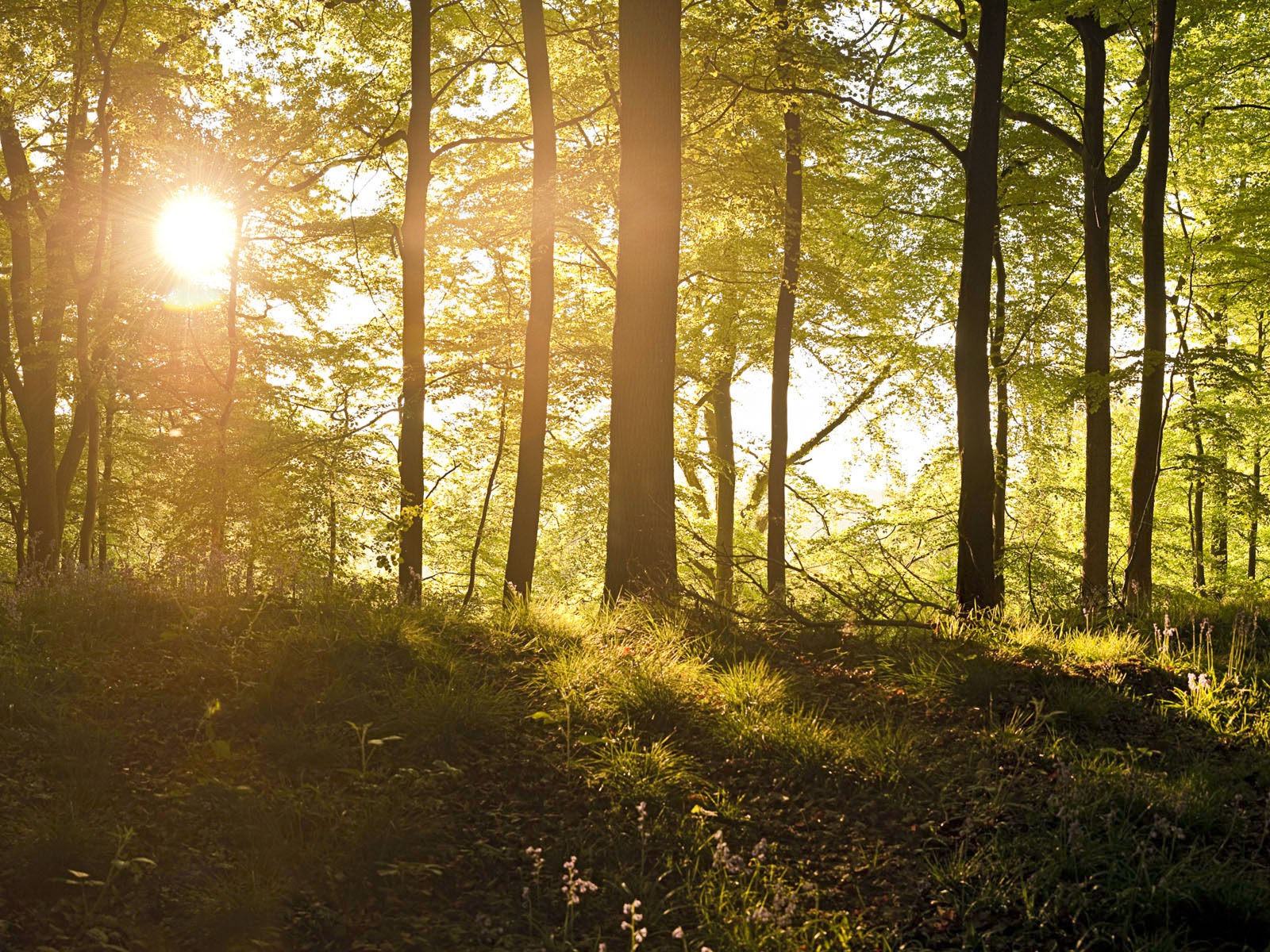 野外树林中的日出-windows自然风景壁纸