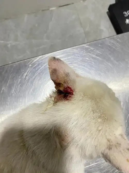 耳朵不知道为什么突然变成这样了带去看完清创回来还是会流水h好心痛