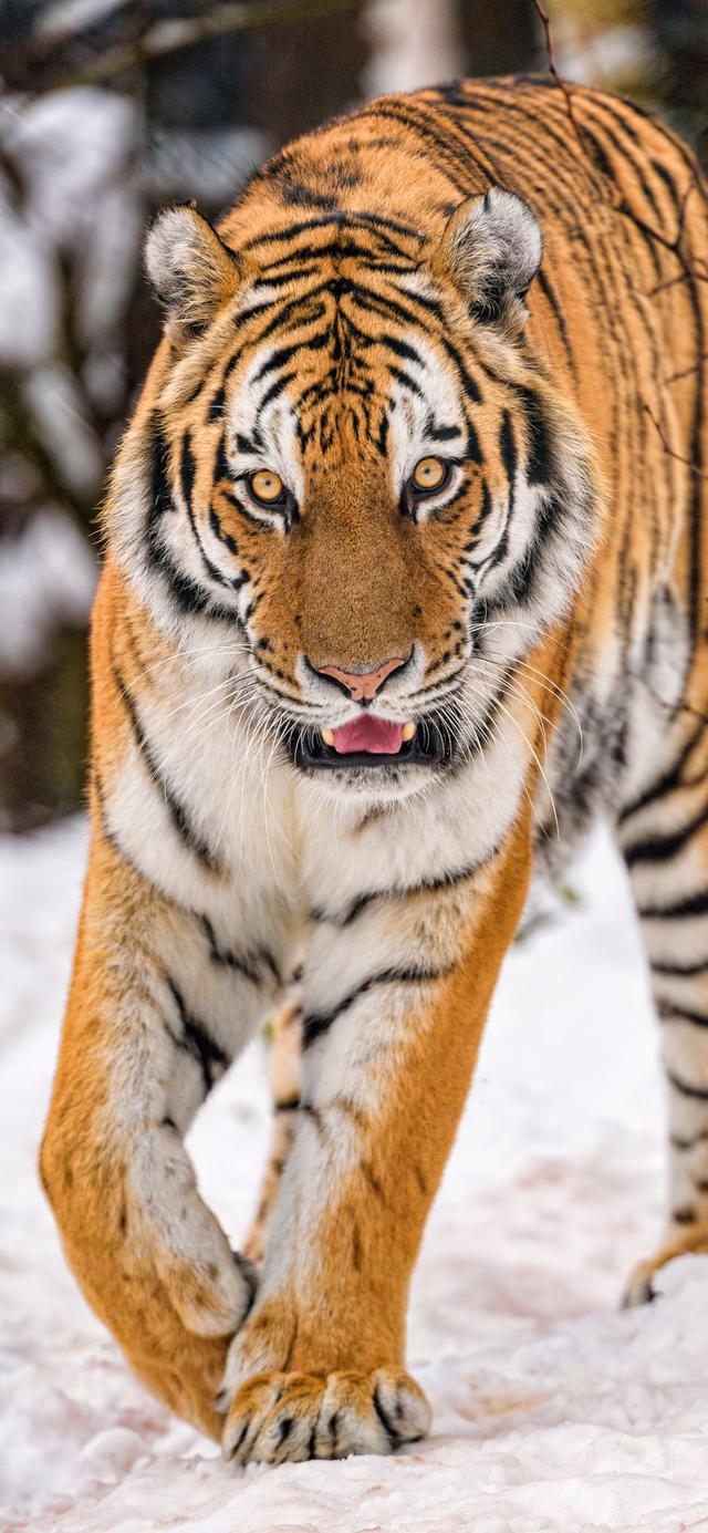 你们要的老虎壁纸来了 全面屏手机高清壁纸
