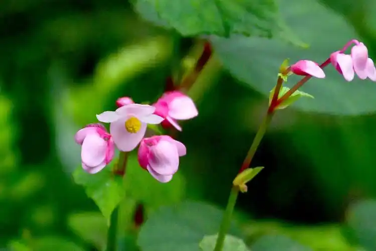 路边野花裂叶秋海棠花