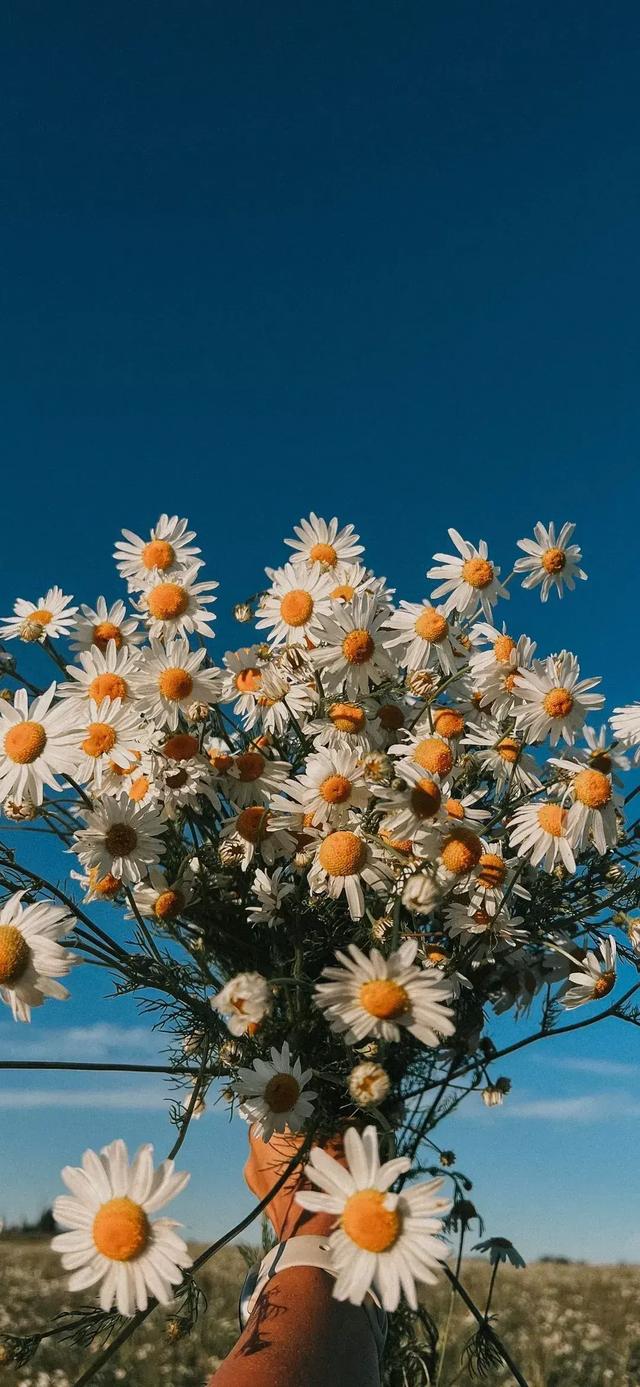 这些花卉壁纸,它们或色彩鲜艳,或清新淡雅,或繁复华丽,或简约大方,每