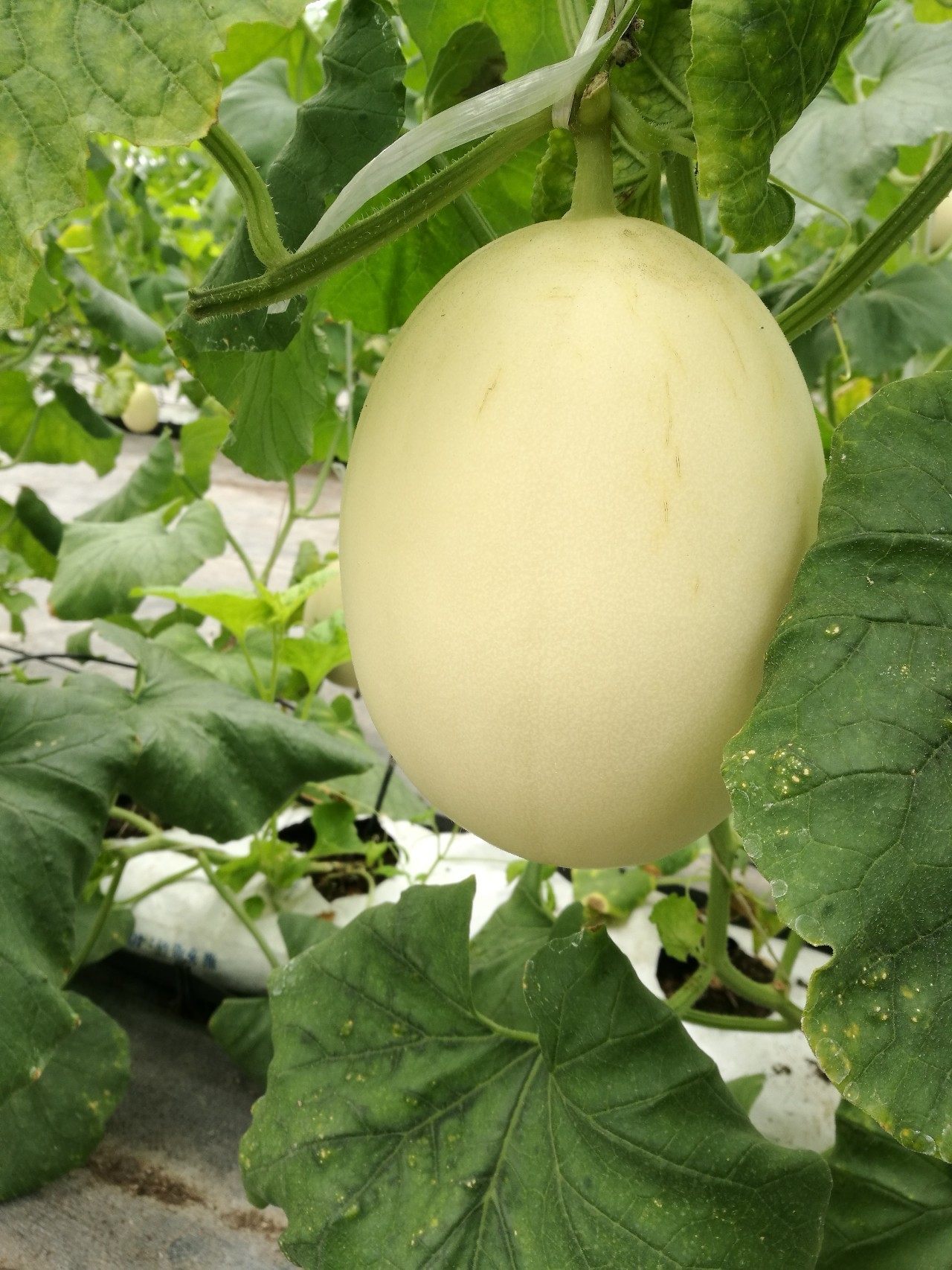 你有想过,让那超美味的甜瓜长在自家阳台吗?