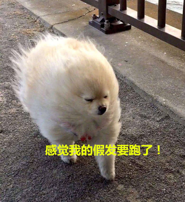 北京这两天风有点大,狗狗出门被吹成这样:铲屎官笑喷