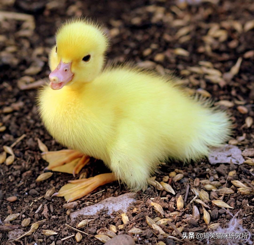 一组元气满满的小鸭子照片,充满活力与搞笑,原来它们都是表情包