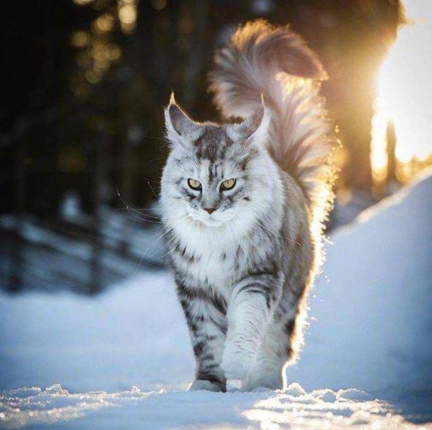 喵界总裁,帅气冷酷,霸气型猫咪缅因猫