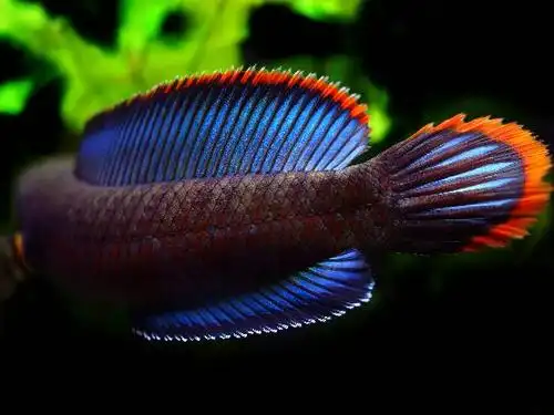 (酒红雷龙)红与蓝的搭配,毫无违和感