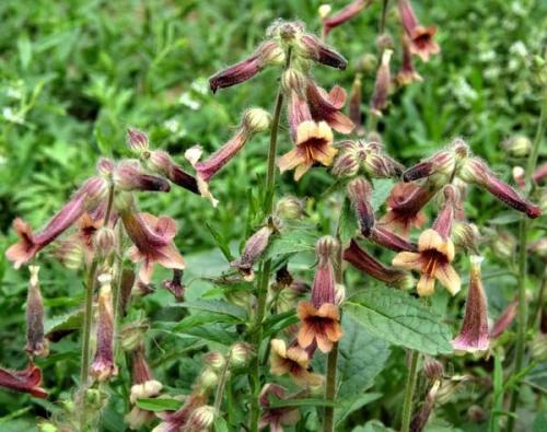 野生地黄有什么功效?