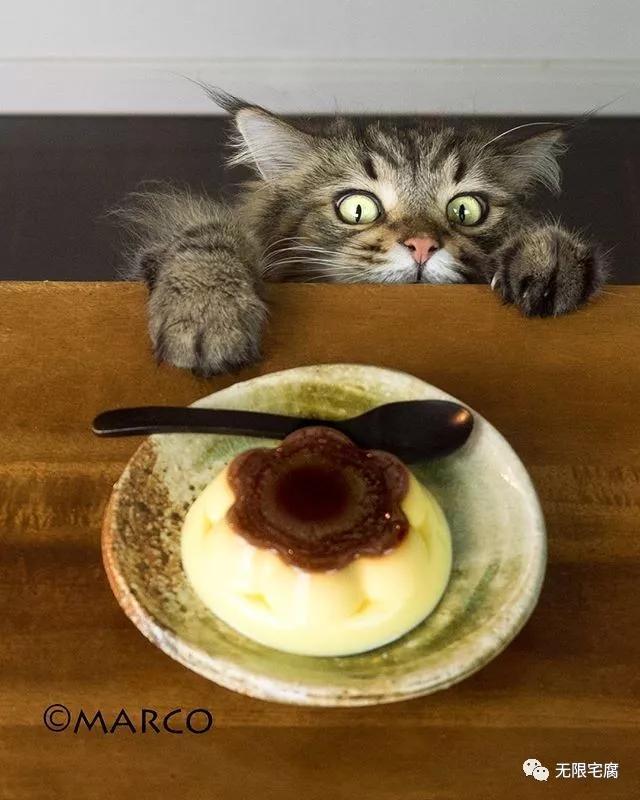 日本吃货猫皇贪吃搞笑表情