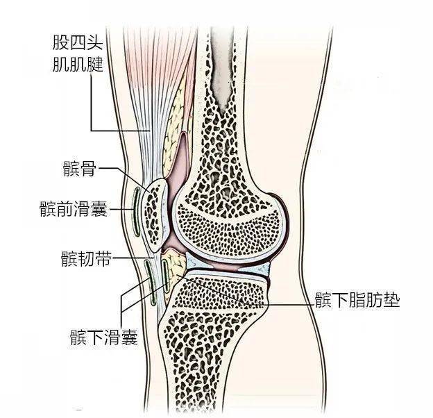 【线上问诊】髌下滑囊炎_膝关节