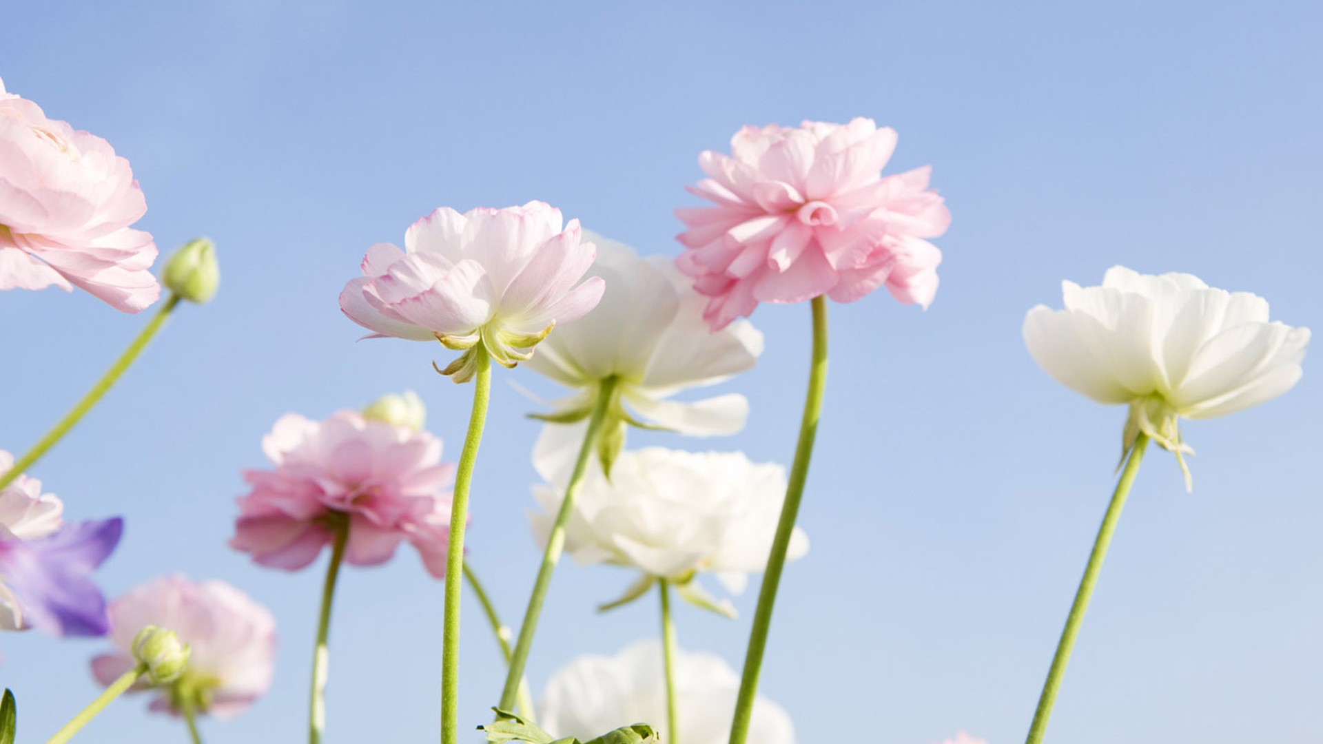 鲜艳绚烂的美丽花朵养眼植物桌面壁纸高清