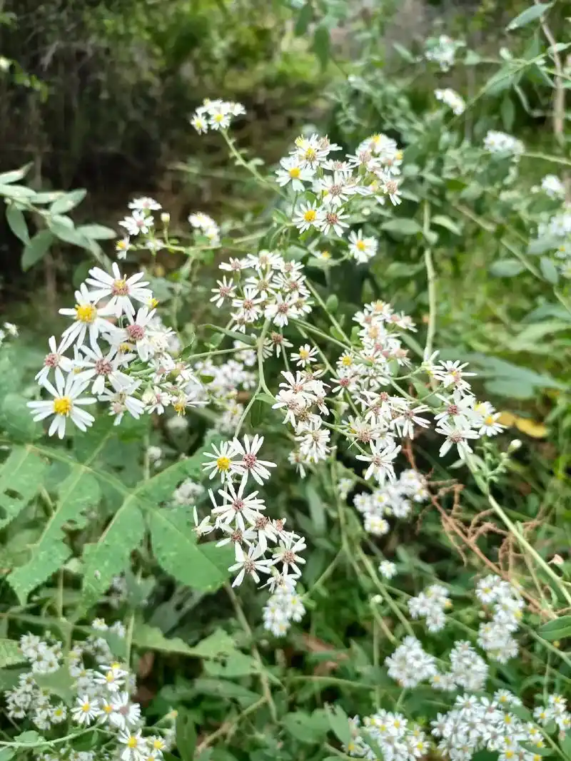 三脉紫菀 - 缘!世间因你而美!知足而乐! - 抖音
