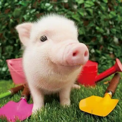 猪头像图片大全