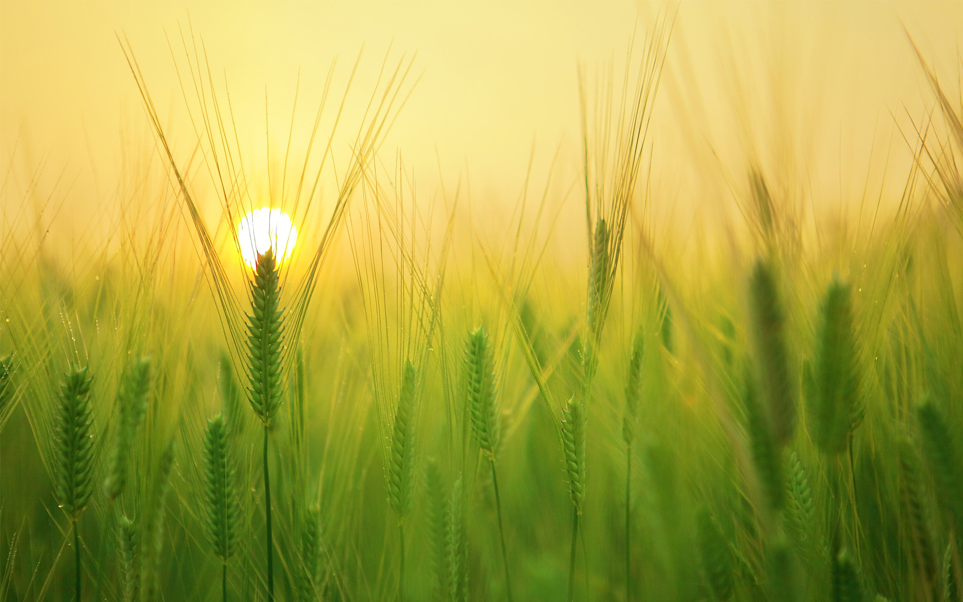 清新绿色麦穗护眼高清桌面壁纸下载