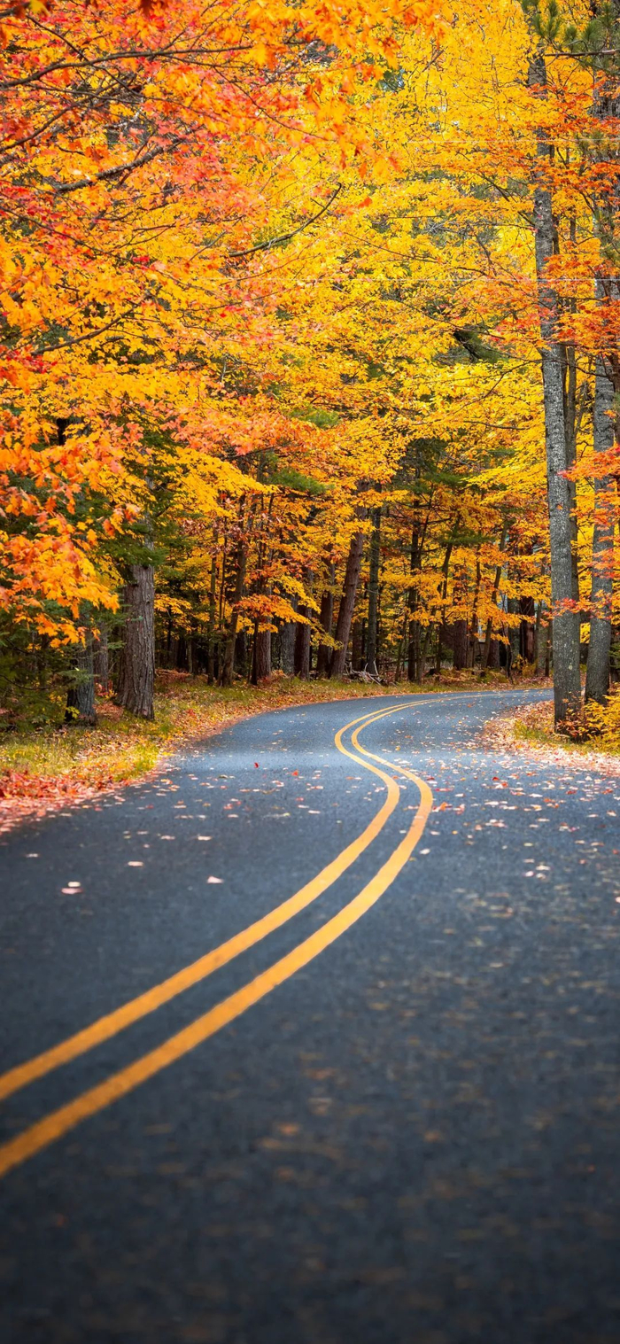 唯美秋色壁纸__财经头条