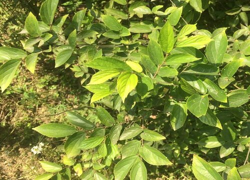 朴树乡土树种,适应性强,生长较快,能吸附尘埃,可净化空气,在园林绿化