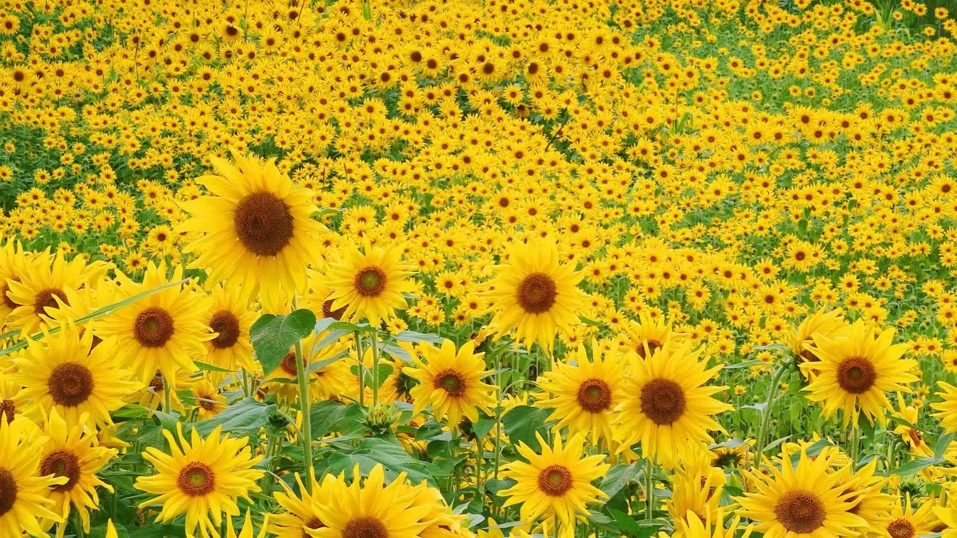 阳光般灿烂的向日葵摄影图片欣赏