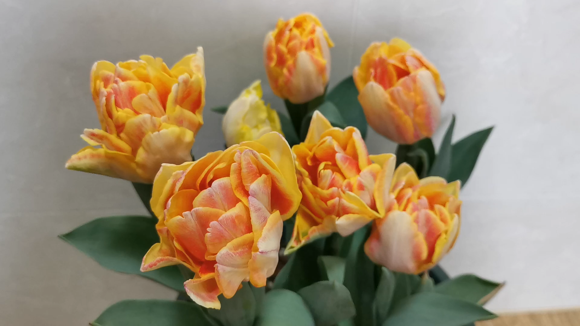 【重瓣郁金香】性感狐步舞,网红郁金香,开品满意,最爱的品种之一