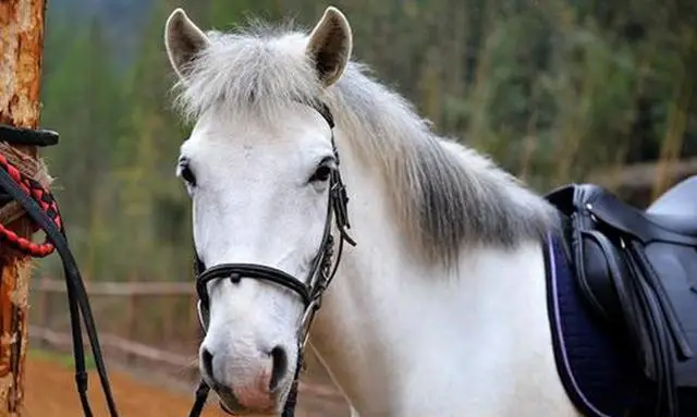 小白龙本是龙,如来为啥还要将他推入化龙池?你看观音对他干了啥