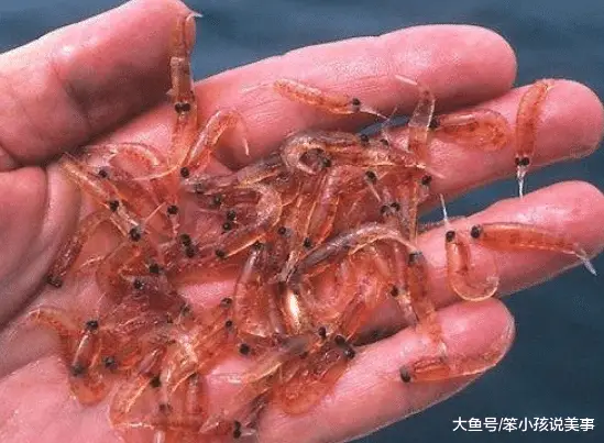 这虾虽小却很鲜美每年被吃掉2亿吨都没灭绝从不用人工养殖