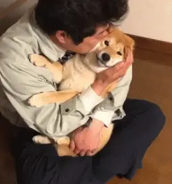 表情包杂集猛狗哭泣