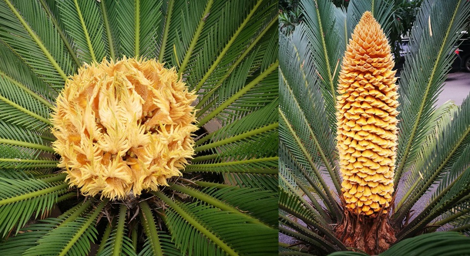 实属少见! 雌雄铁树竟同时开花