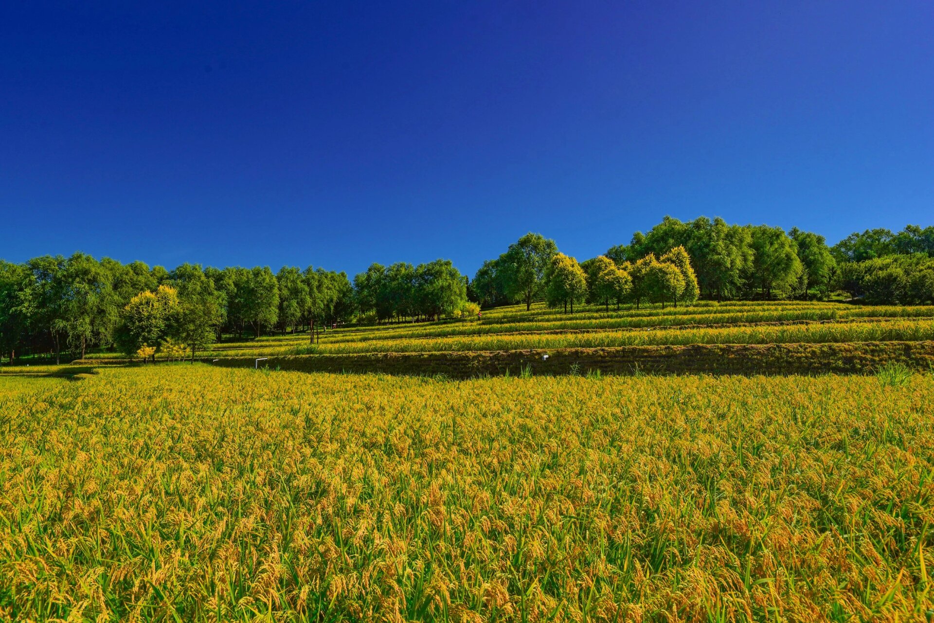 九月北京最具乡村气息的稻田风光大片 京西御稻历史悠久,曾经灌溉稻田