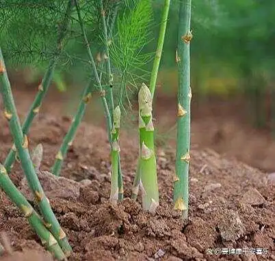 120种野菜介绍图名并茂快来认识一下涨知识不吃亏