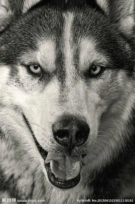 求一个超清 霸气 狼头正视图片_百度知道