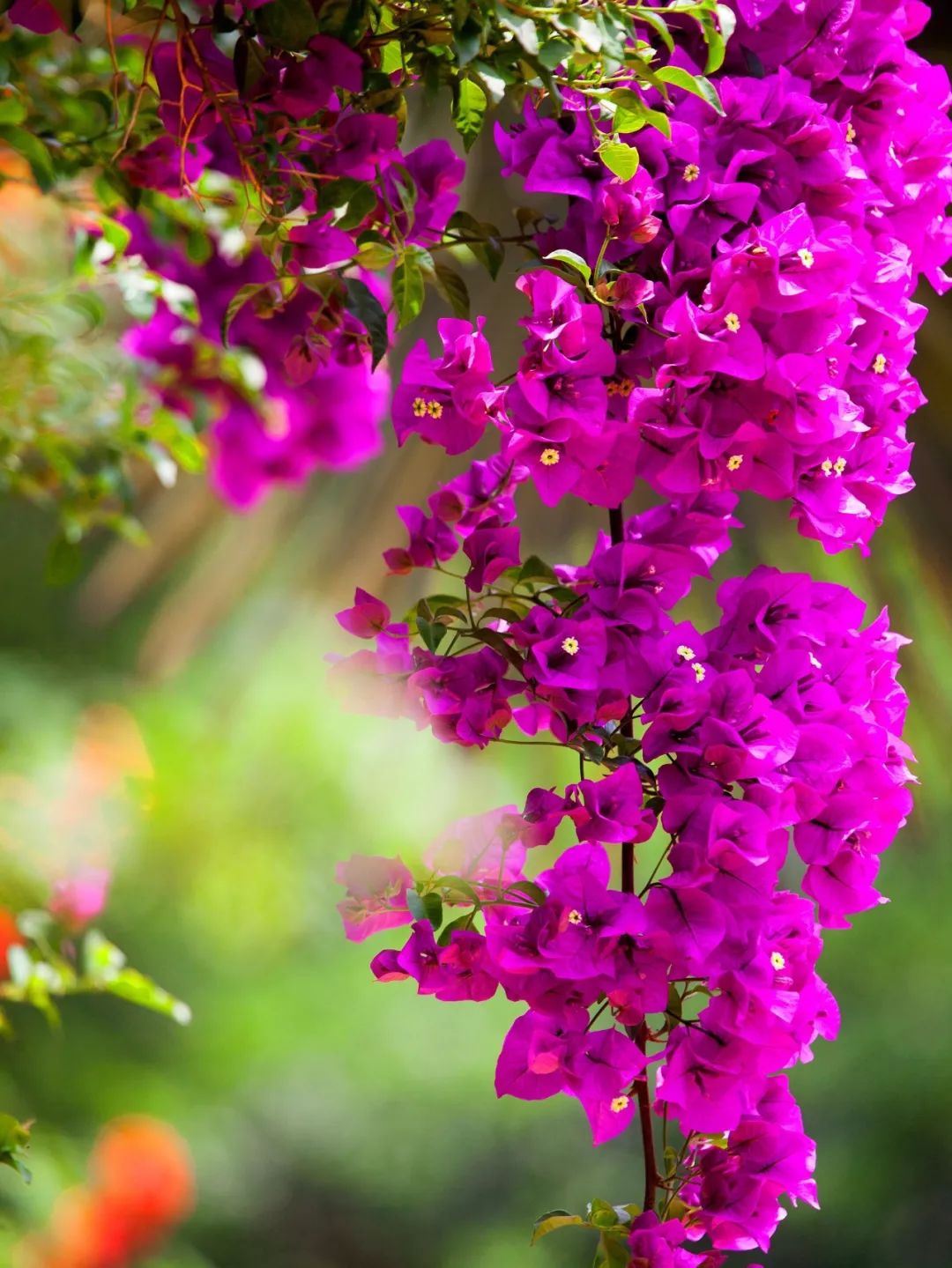 [分享]一个安徽爷爷,花1万块种出5000㎡私家花园,被评为中国最美