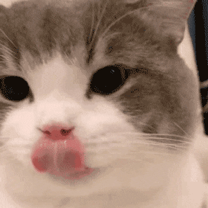 萌宠 猫咪 吐舌 呆萌 可爱