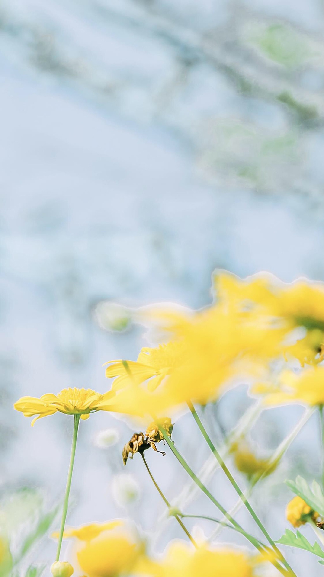 小清新植物花卉图片手机壁纸