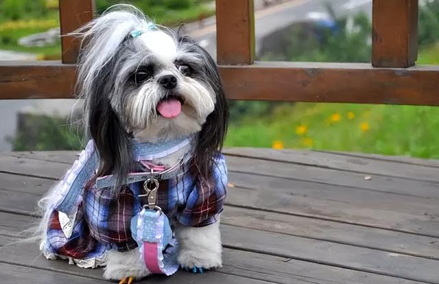 为什么西施犬是家庭中最可爱的小宠物?