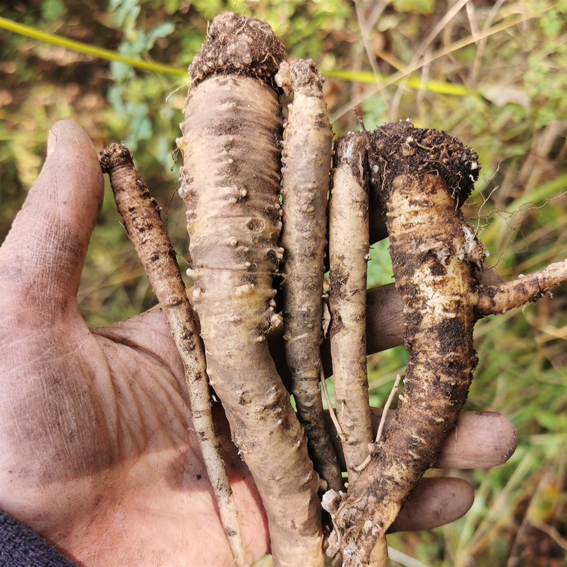 西藏林芝实体店直发海拔3000米520年波密野生党参干货250克包邮