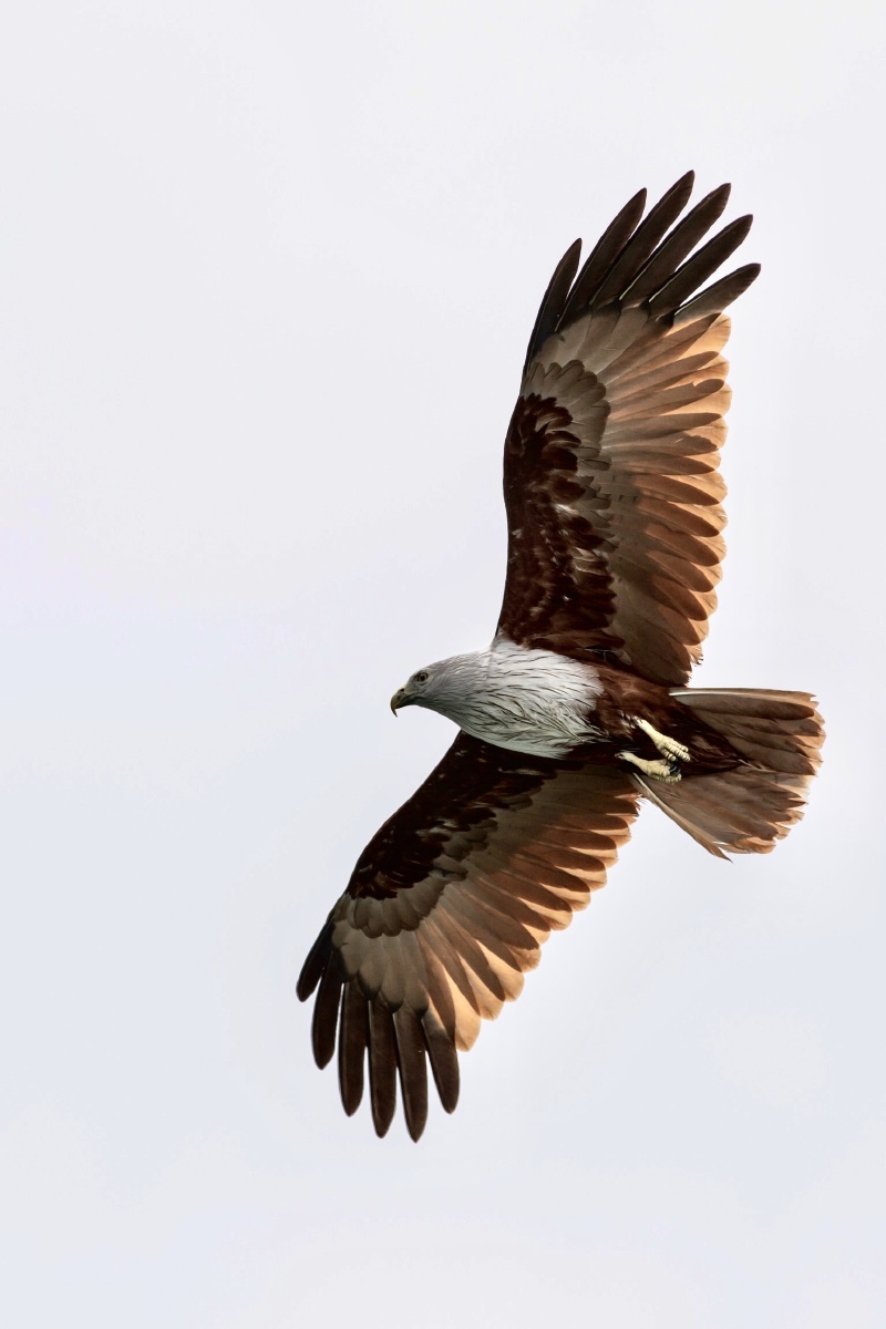 800_1200竖版 竖屏