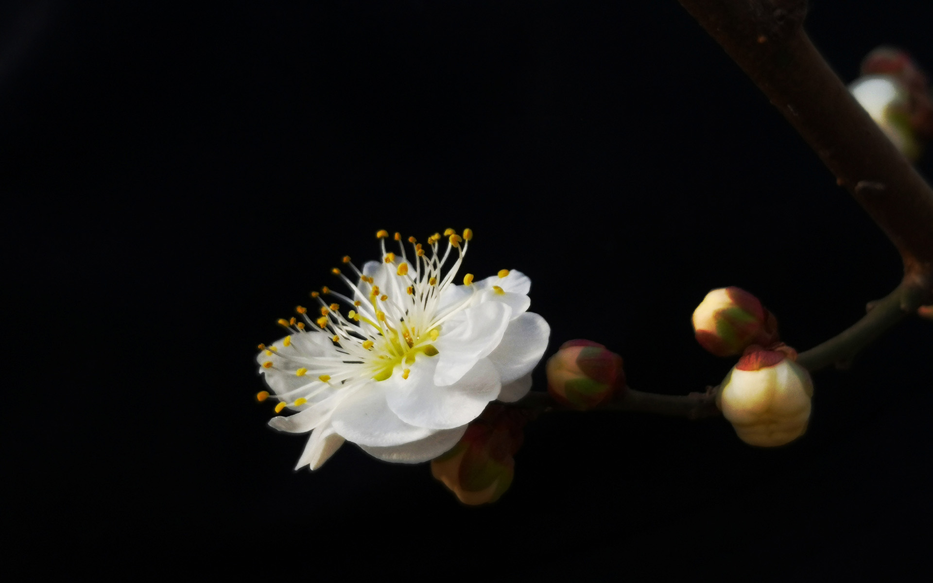 冬日梅花微距特写高清桌面壁纸