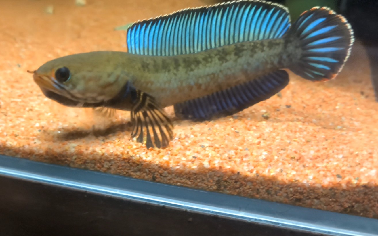 普普通通的8cm阿萨姆奶茶雷龙鱼欣赏贴