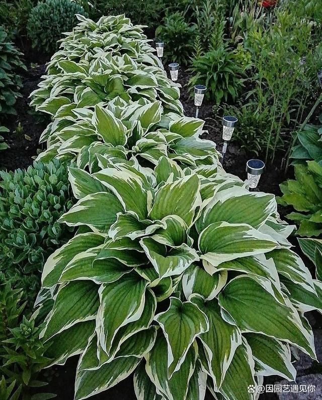 附案例|玉簪属植物,叶片比花朵漂亮,让花园阴暗角落显得更明亮