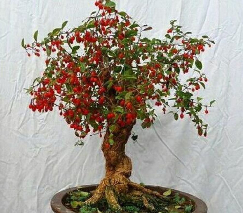 野外枸杞树,根部造型奇特,苍劲古朴,做盆景观赏性强