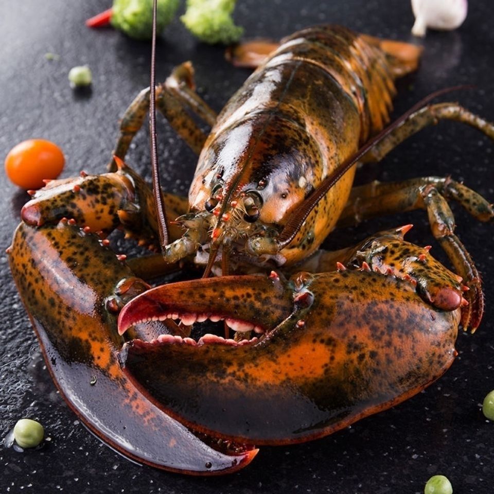 波士顿龙虾新鲜鲜活冷冻大龙虾酒店采购 波龙1只1斤十墨鱼仔400g1包