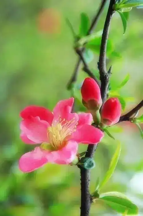 世界上最美的花为你开美醉了