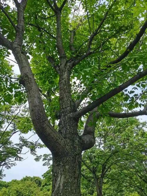 大树的智慧与慈悲