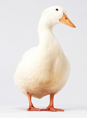 捕鱼的白色嘴袋鸭 下载收藏 水中的白鸭 下载收藏 水中游动的白色鸭子