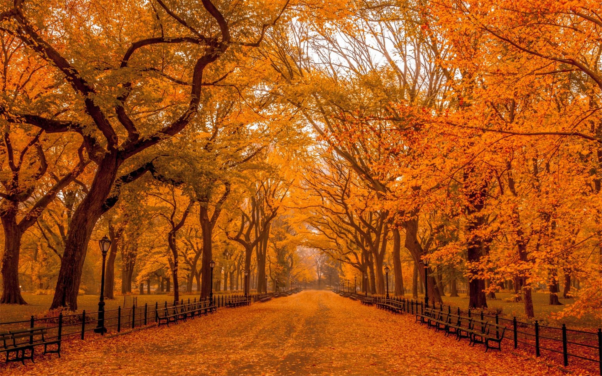 高清唯美秋天枯黄树叶自然景色桌面壁纸下载