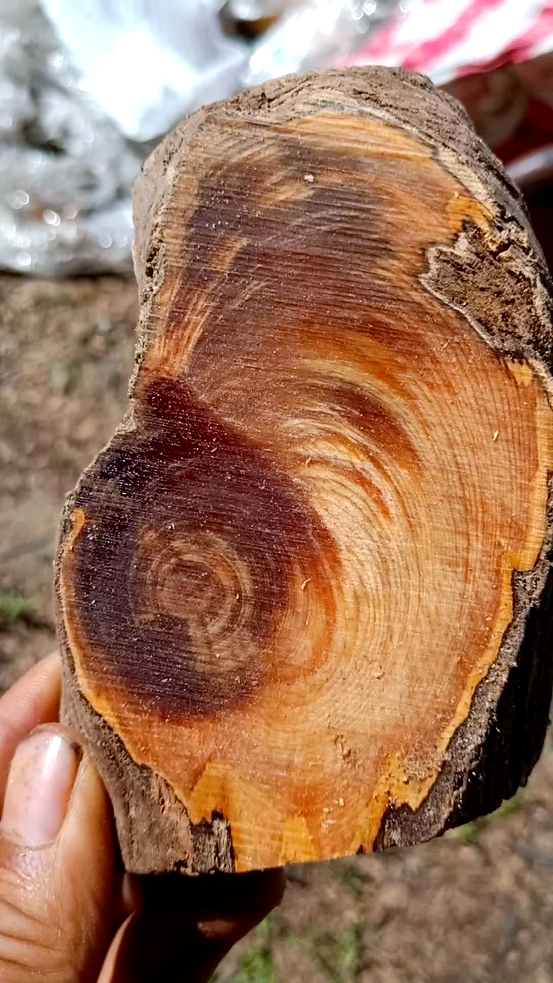 琥珀木手串的原料!