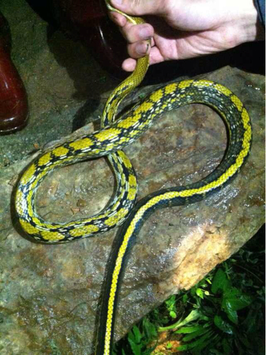 什么蛇?在树上的,广西地区